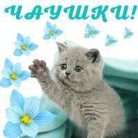 Котята