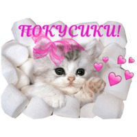 Котята
