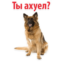 СОБАКИ против КОТОВ