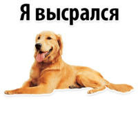 СОБАКИ против КОТОВ