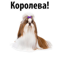 СОБАКИ против КОТОВ