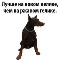 СОБАКИ против КОТОВ