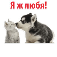 СОБАКИ против КОТОВ