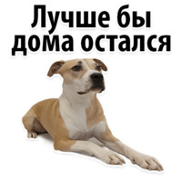 СОБАКИ против КОТОВ