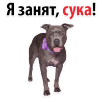 СОБАКИ против КОТОВ