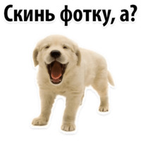 СОБАКИ против КОТОВ