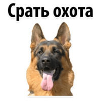 СОБАКИ против КОТОВ