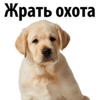 СОБАКИ против КОТОВ