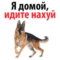 СОБАКИ против КОТОВ