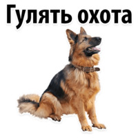 СОБАКИ против КОТОВ