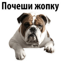 СОБАКИ против КОТОВ