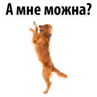 СОБАКИ против КОТОВ