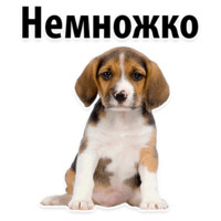 СОБАКИ против КОТОВ