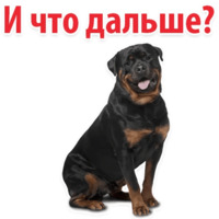 СОБАКИ против КОТОВ