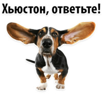 СОБАКИ против КОТОВ