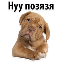 СОБАКИ против КОТОВ