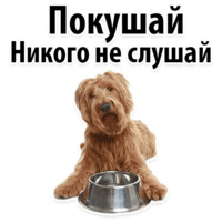 СОБАКИ против КОТОВ