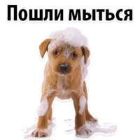 СОБАКИ против КОТОВ