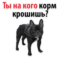 СОБАКИ против КОТОВ