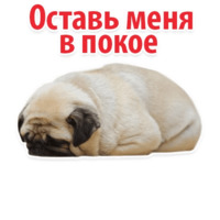 СОБАКИ против КОТОВ