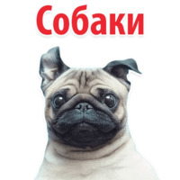 СОБАКИ против КОТОВ