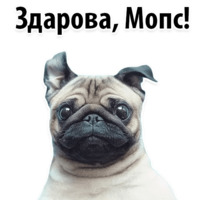 СОБАКИ против КОТОВ