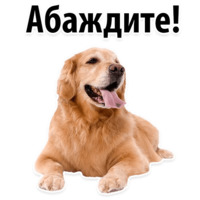 СОБАКИ против КОТОВ