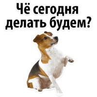 СОБАКИ против КОТОВ