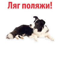 СОБАКИ против КОТОВ