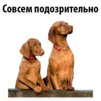 СОБАКИ против КОТОВ