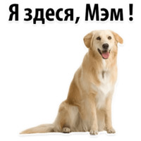 СОБАКИ против КОТОВ