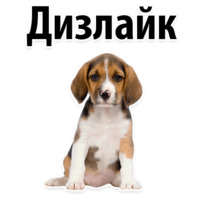 Собачий слэнг