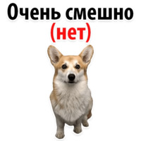 Собачий слэнг