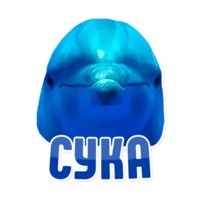 Дельфин под спайсом