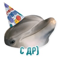 Дельфин под спайсом