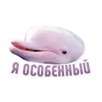 Дельфин под спайсом