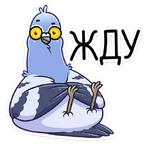 Голубь Михаил :: @stickroom