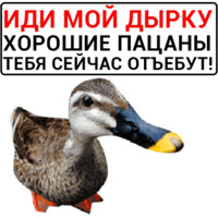 Злая утка