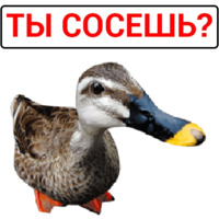 Злая утка