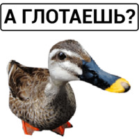 Злая утка
