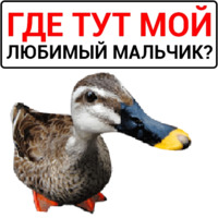 Злая утка