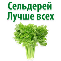 Факты о Сельдерее