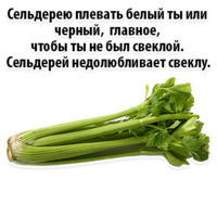 Факты о Сельдерее