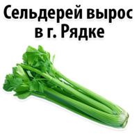 Факты о Сельдерее