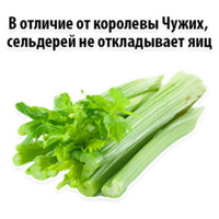 Факты о Сельдерее