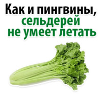 Факты о Сельдерее