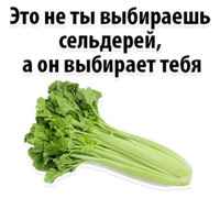 Факты о Сельдерее