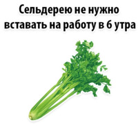 Факты о Сельдерее