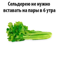 Факты о Сельдерее