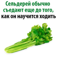 Факты о Сельдерее